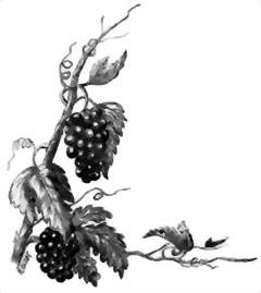 Zone di Produzione Vino Basilicata